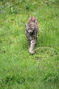 Carpathian lynx (Lynx lynx carpathicus), adult, stalking, foraging, vigilant, Bavarian Forest, Bavaria, Germany, Europe, captive