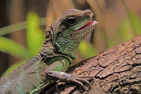 Green water dragon (Physignathus cocincinus), adult, on tree, alert, portrait, Southeast Asia, captive