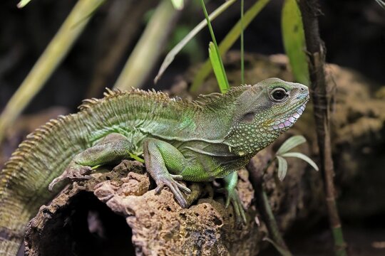 Green water dragon (Physignathus cocincinus), adult, on tree, alert, Southeast Asia, captive