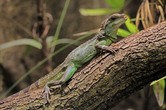 Green water dragon (Physignathus cocincinus), adult, on tree, alert, Southeast Asia, captive