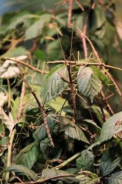 Annam stick insect (Medauroidea extradentata), Vietnamese stick insect, ghost insect, adult, two, foraging, feeding, camouflage, in foliage, Vietnam