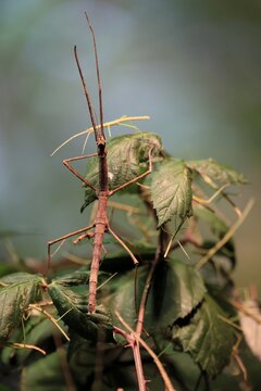 Annam stick insect (Medauroidea extradentata), Vietnamese stick insect, ghost insect, adult, foraging, feeding, camouflage, in foliage, Vietnam