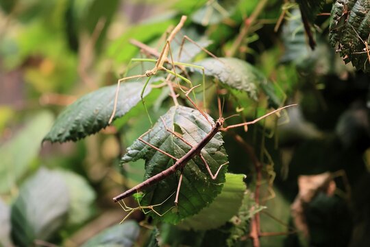 Annam stick insect (Medauroidea extradentata), Vietnamese stick insect, ghost insect, adult, two, foraging, feeding, camouflage, in foliage, Vietnam