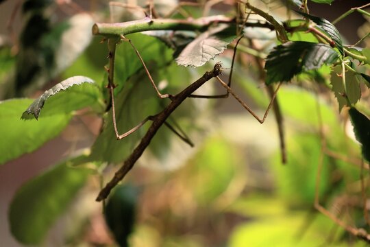 Annam stick insect (Medauroidea extradentata), Vietnamese stick insect, ghost insect, adult, foraging, feeding, camouflage, in foliage, Vietnam