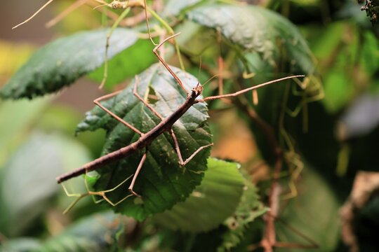 Annam stick insect (Medauroidea extradentata), Vietnamese stick insect, ghost insect, adult, foraging, feeding, camouflage, in foliage, Vietnam