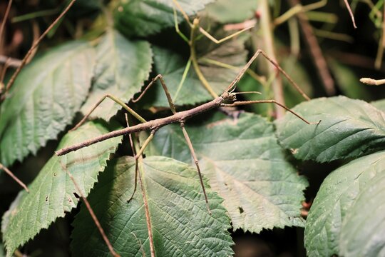Annam stick insect (Medauroidea extradentata), Vietnamese stick insect, ghost insect, adult, foraging, feeding, camouflage, in foliage, Vietnam
