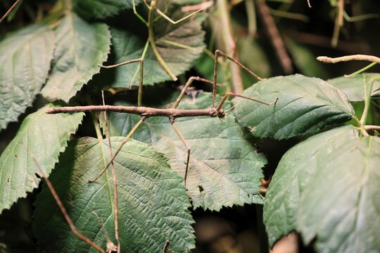 Annam stick insect (Medauroidea extradentata), Vietnamese stick insect, ghost insect, adult, foraging, feeding, camouflage, in foliage, Vietnam
