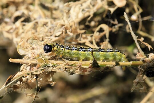 Box tree moth (Cydalima perspectalis), caterpillar, feeding on boxwood, clear feeding, Ellerstadt, Rhineland Palatinate, Germany