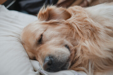 dog lying on the bed