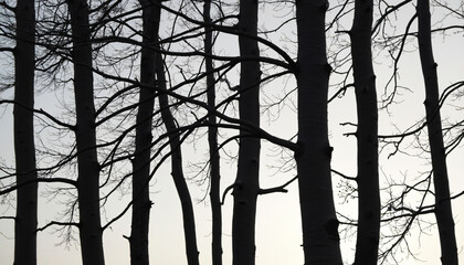 Silhouetted Tree Trunks and Branches Against Sky
