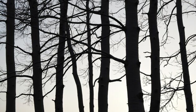 Silhouetted Tree Trunks and Branches Against Sky - Powered by Adobe