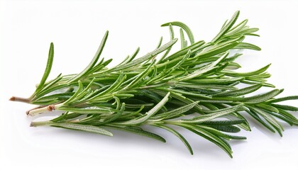 Fototapeta premium fresh rosemary isolated on a white background