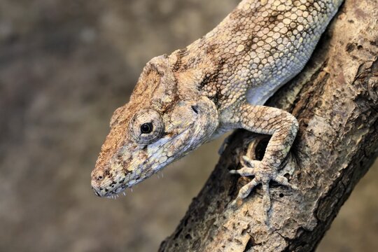 False chameleon (Anolis barbatus), adult, on tree, foraging, Cuba, Latin America