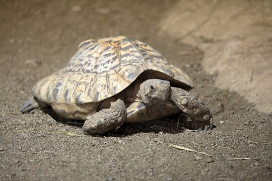Panther tortoise (Stigmochelys pardalis), adult, running, foraging, South Africa
