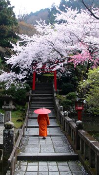 Cherry blossom path with a monk