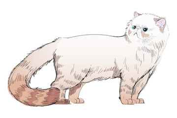 Png Himalayan cat animal illustration, transparent background