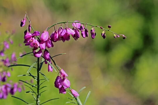 Polygala virgata, Purpurginster, flower, flowering, shrub, Kirstenbosch Botanical Gardens, Cape Town, South Africa
