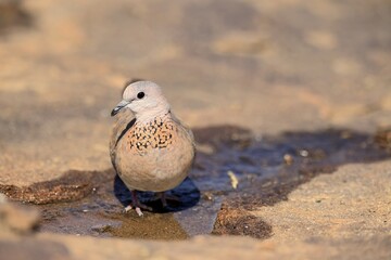 Palm Pigeon (Spilopelia senegalensis), adult, at the water, Mountain Zebra National Park, Eastern Cape, South Africa
