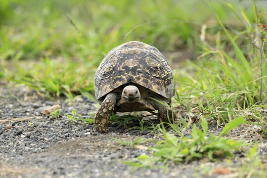 Panther tortoise (Stigmochelys pardalis), adult, running, foraging, Kruger, Kruger National Park, South Africa