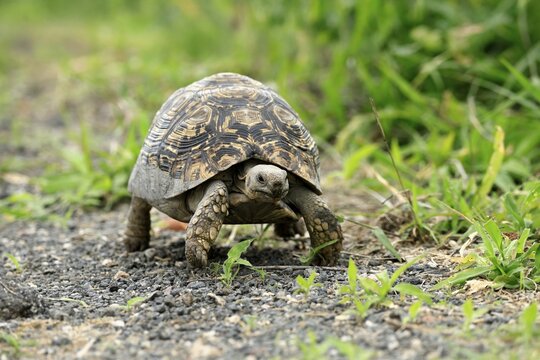 Panther tortoise (Stigmochelys pardalis), adult, running, foraging, Kruger, Kruger National Park, South Africa