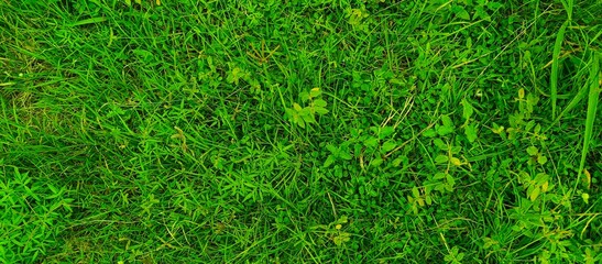 Fresh Green Grass Lawn Close Up Natural Background