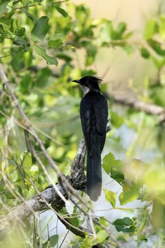 Cape Cuckoo (Clamator levaillantii), adult, on tree, alert, Kruger, Kruger National Park, South Africa