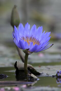 Cape water lily (Nymphea capensis), blooming, flower, blue, aquatic plant, Kruger, Kruger National Park, South Africa