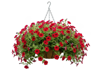 Vibrant red petunia flowers cascading from a hanging basket isolated on transparent background