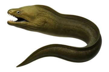 Moray eel with elongated body and sharp teeth