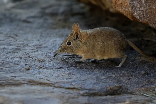 Short-eared elephant shrew (Macroscelides probosideus), adult, foraging, Mountain Zebra National Park, Eastern Cape, South Africa