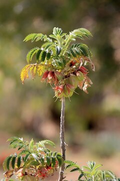 Honeybush (Melianthus comosus), flower, flowering, Karoo Botanic Gardens, Worcester, Western Cape, South Africa