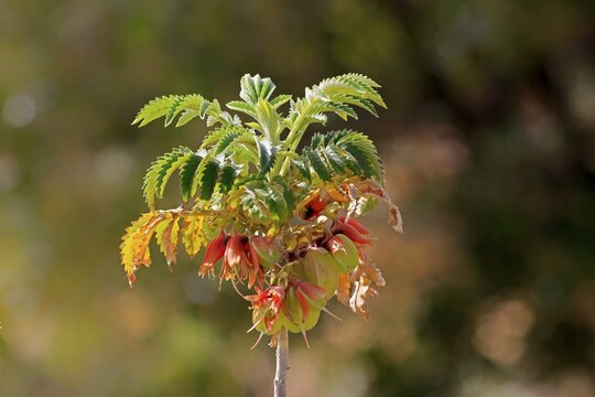 Honeybush (Melianthus comosus), flower, flowering, Karoo Botanic Gardens, Worcester, Western Cape, South Africa