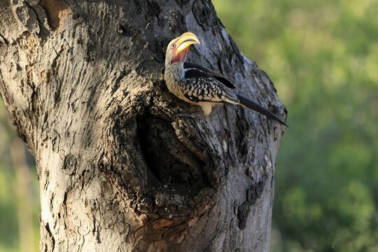 Southern Yellow-billed Hornbill (Tockus leucomelas), Red-ringed Hornbill, adult, male, at breeding den, alert, Kruger, Kruger National Park, South Africa