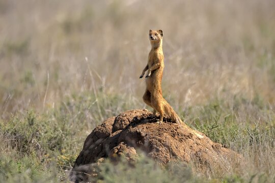 Fox mongoose (Cynictis penicillata), adult, standing upright, alert, on termite mound, Mountain Zebra National Park, Eastern Cape, South Africa