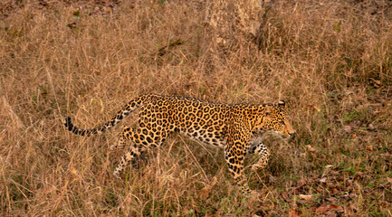 Indian Leopard Running in a Forest in Tadoba National Park, India Panorama