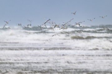 Herring gulls (Larus argentatus) in flight over the surf looking for starfish, wipe image, long exposure, Hvide Sande, North Sea, Denmark