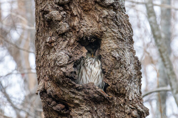 北海道　野鳥　野生動物　エゾフクロウ