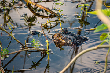 Caiman Head and Eyes Visible Amongst Foliage in the Shallows of Cuiaba River in The Pantanal, Brazil