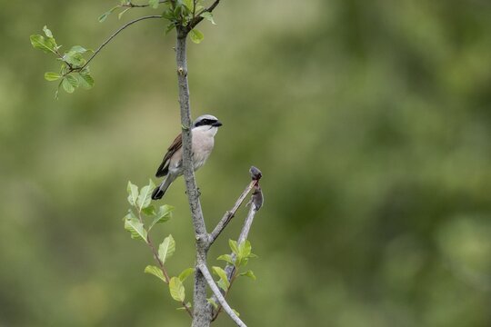 Red-backed shrike (Lanius collurio) with impaled mouse, Emsland, Lower Saxony, Germany