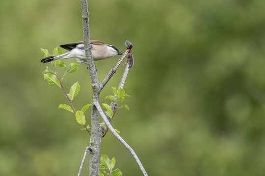 Red-backed shrike (Lanius collurio) with impaled mouse, Emsland, Lower Saxony, Germany