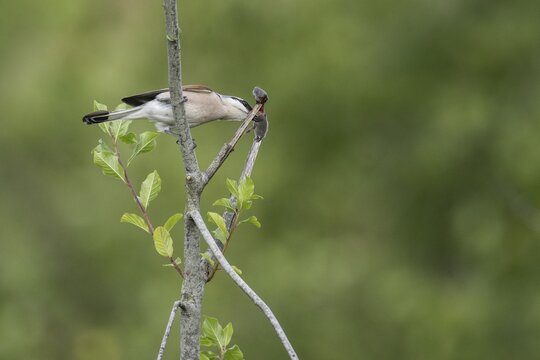 Red-backed shrike (Lanius collurio) with impaled mouse, Emsland, Lower Saxony, Germany