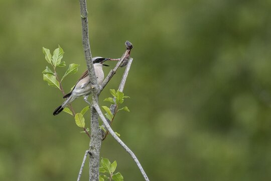 Red-backed shrike (Lanius collurio) with impaled mouse, Emsland, Lower Saxony, Germany