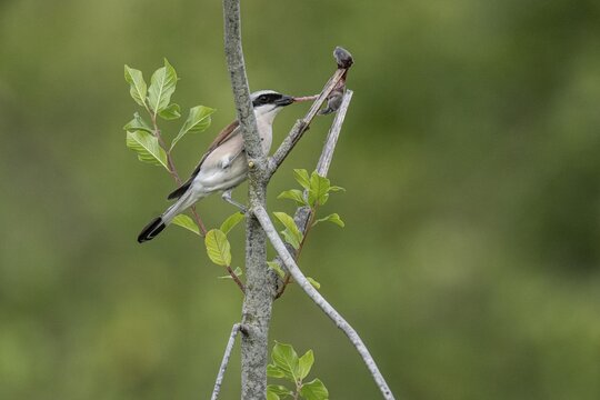 Red-backed shrike (Lanius collurio) with impaled mouse, Emsland, Lower Saxony, Germany