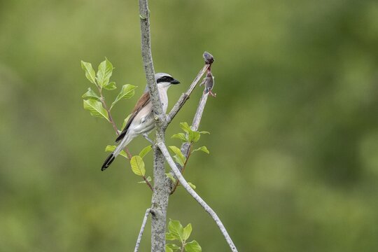 Red-backed shrike (Lanius collurio) with impaled mouse, Emsland, Lower Saxony, Germany