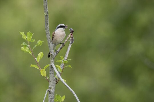 Red-backed shrike (Lanius collurio) with impaled mouse, Emsland, Lower Saxony, Germany