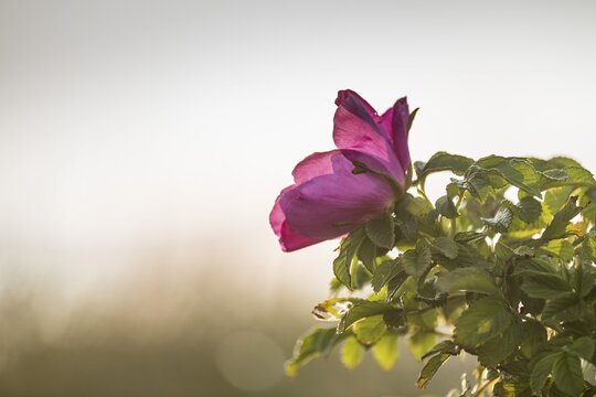 Dog rose (Rosa canina), backlight, Ringkøbing Fjord, Denmark