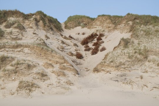 Natural sand dune with grass in front of a clear blue sky, dead trees for dune protection, near Hvide Sande, North Sea, Denmark