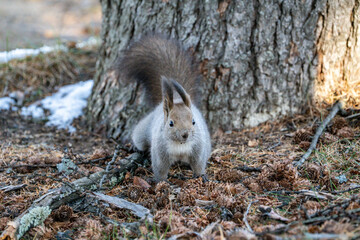 北海道　野生動物　エゾリス