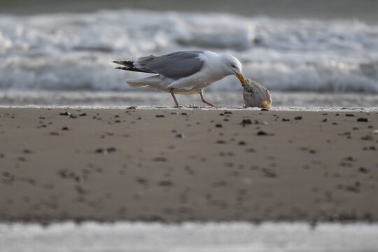 Herring gull (Larus argentatus) with small plaice or gilthead (Pleuronectes platessa) on the beach, Hvide Sande, North Sea, Denmark