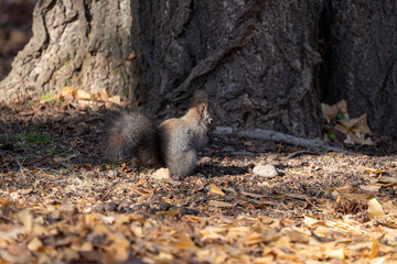 北海道　野生動物　エゾリス